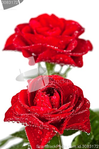 Image of red roses with water drops 