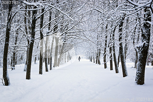 Image of Snowy park in winter 