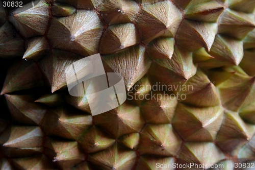 Image of Thorny