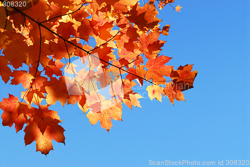 Image of Fall maple leaves