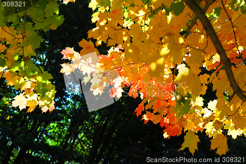 Image of Fall maple leaves
