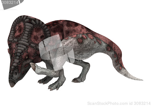 Image of Dinosaur Protoceratops