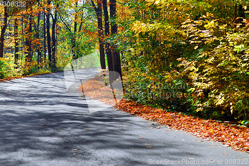 Image of Fall forest road