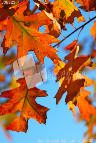 Image of Fall oak leaves