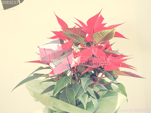 Image of Poinsettia Christmas star