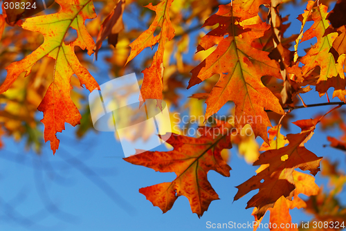 Image of Fall oak leaves