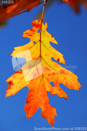 Image of Fall oak leaf