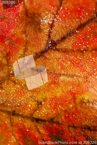 Image of Autumn leaf macro