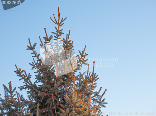 Image of Pine tree
