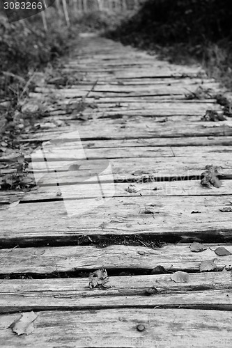 Image of Wooden walkway leads into a wood