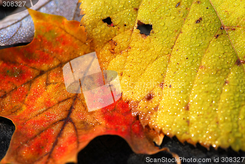 Image of Autumn leaves macro