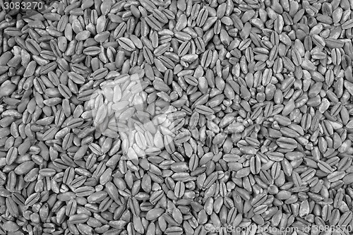 Image of Farro dicocco, or Italian spelt, background 