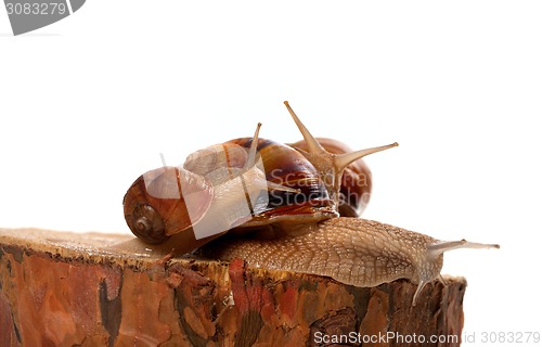 Image of Snails on pine tree stump