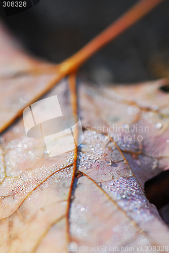 Image of Dewy leaf