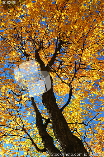 Image of Fall maple trees