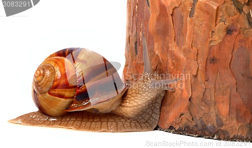 Image of Pine tree and snail