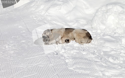 Image of Dog sleeping on ski slope