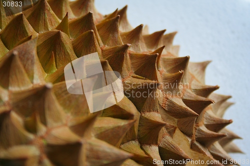 Image of Durian thorns