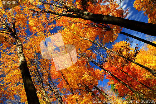 Image of Fall maple trees