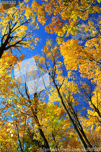 Image of Fall maple trees