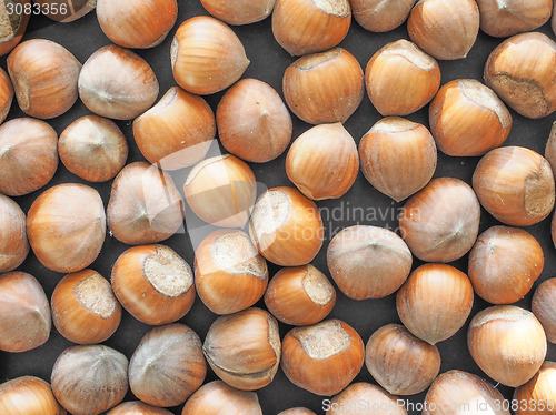 Image of Hazelnut fruit