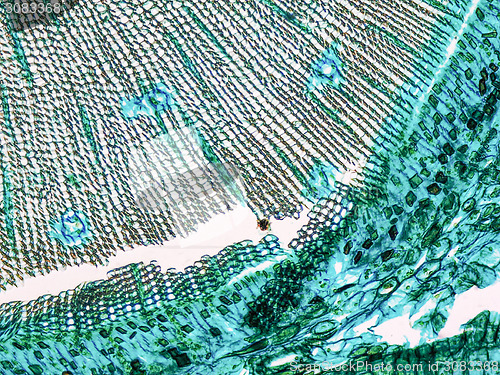 Image of Pine Wood micrograph