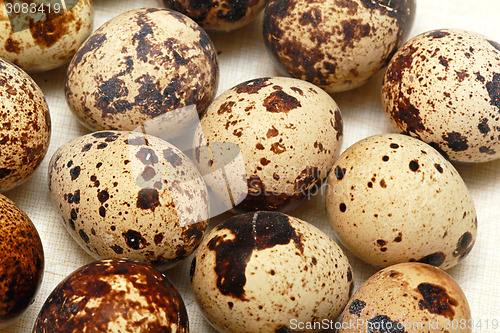 Image of Quail eggs