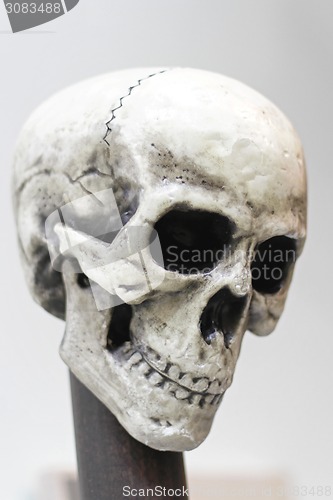 Image of Skull