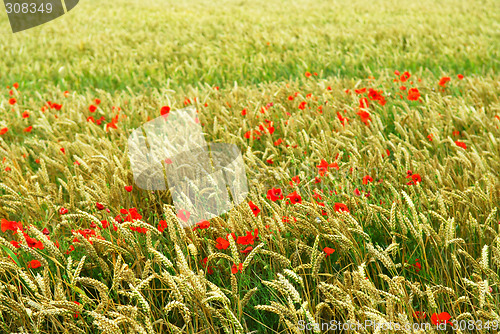 Image of Poppies in rye