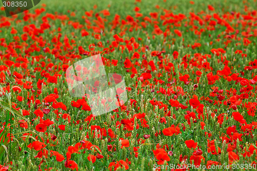 Image of Poppies in rye