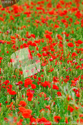 Image of Poppies in rye