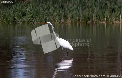 Image of Great White Heron