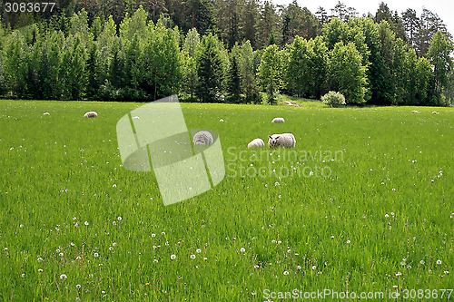 Image of Background of Sheep on Green Grass Meadow