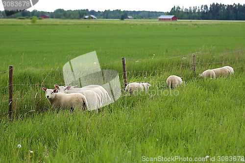 Image of Grass is Greener for Sheep