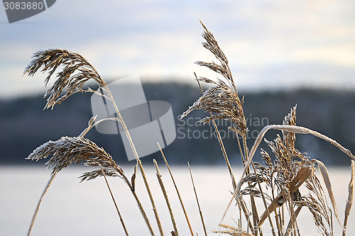 Image of Frost on Common Reed in Winter