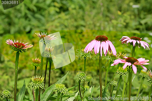 Image of Flowers of Echinacea Purpurea