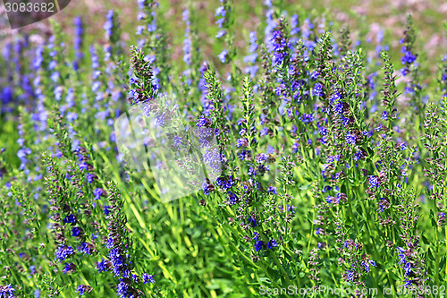 Image of Growing English Lavender, Lavandula angustifolia