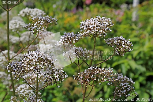 Image of Flowers of Valeriana Officinalis Plant
