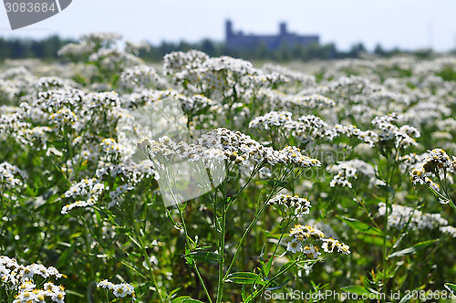 Image of Whole field of a yarrow of "Zhemchuzhnits".