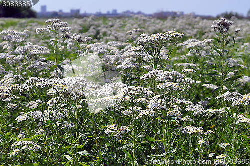 Image of Whole field of a yarrow of "Zhemchuzhnits".