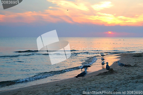 Image of seagulls on the seashore. sunset.