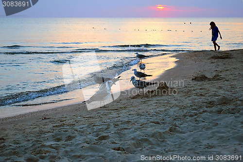 Image of seagulls on the seashore. sunset.