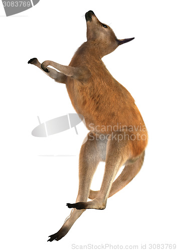 Image of Red Kangaroo