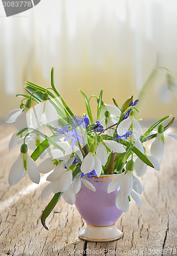 Image of snowdrops 