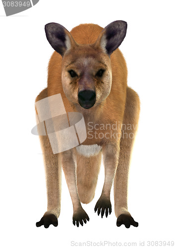 Image of Red Kangaroo