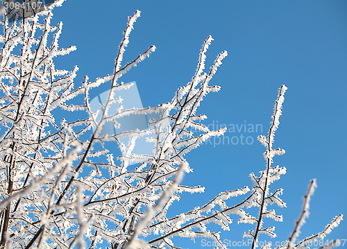 Image of frost trees covered against the blue sky