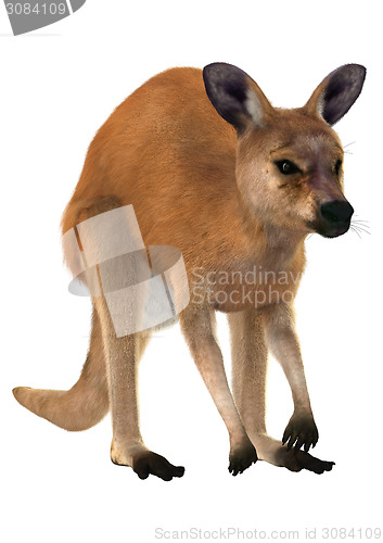 Image of Red Kangaroo