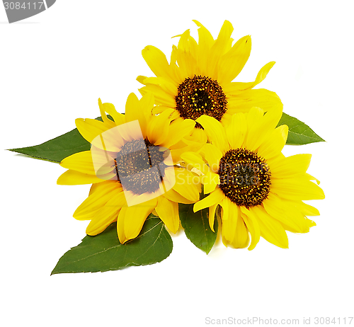 Image of Three Sunflowers