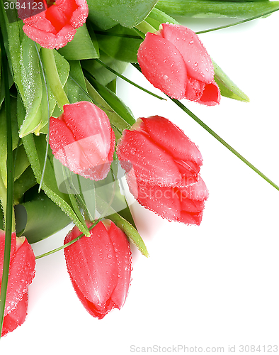 Image of Magenta Tulips