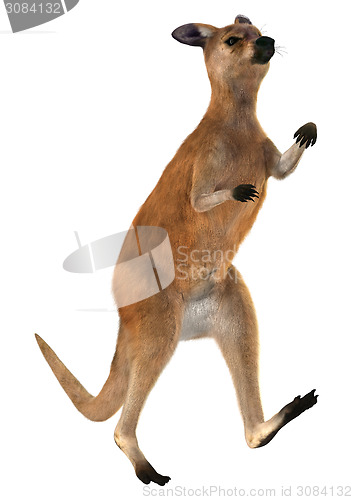 Image of Red Kangaroo